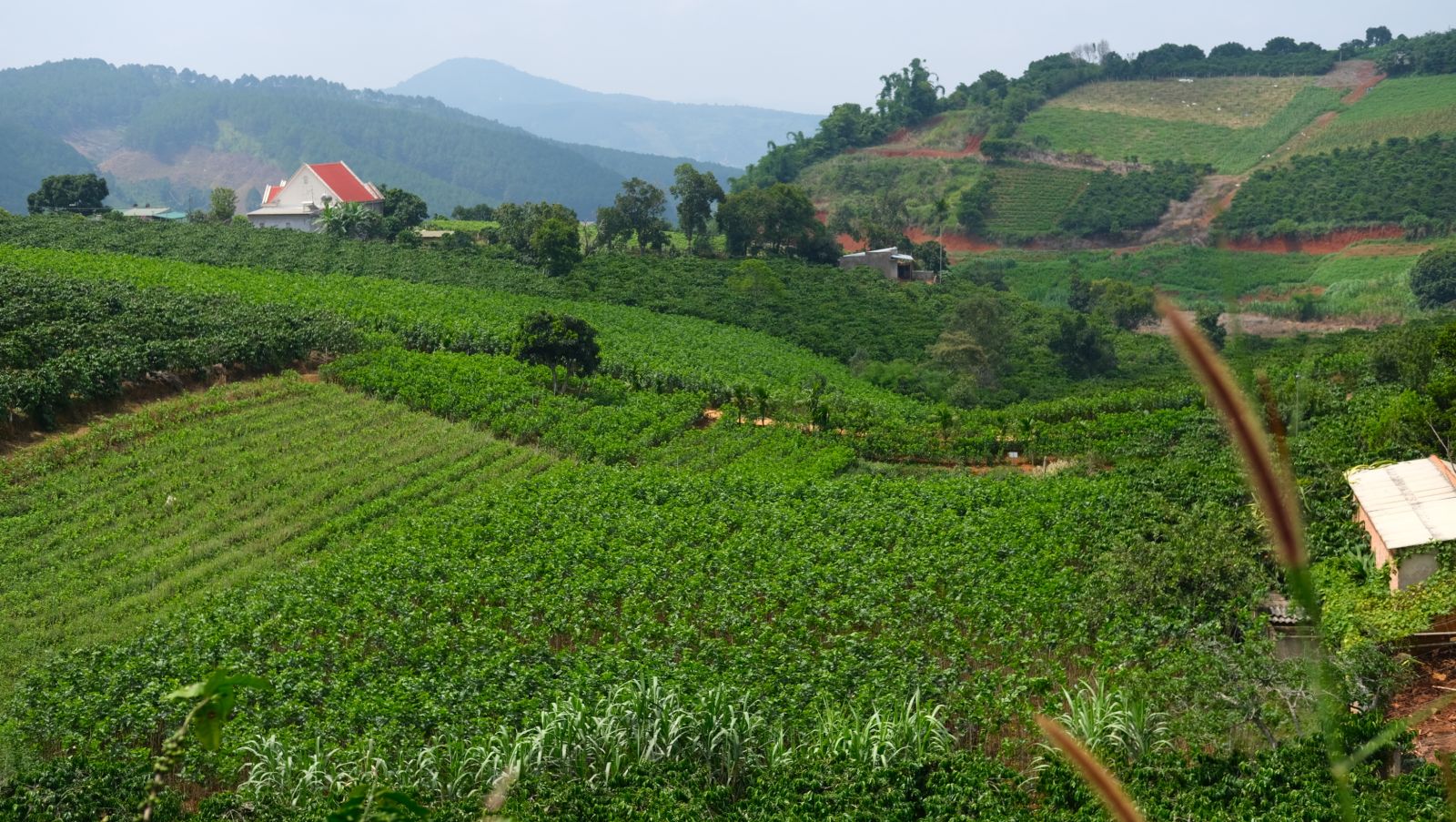 Vùng nguyên liệu trồng dâu nuôi tằm.