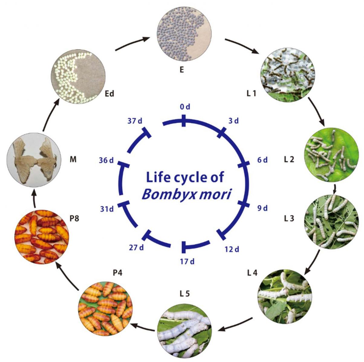 Vòng đời con tằm (Life cycle of silkworm)